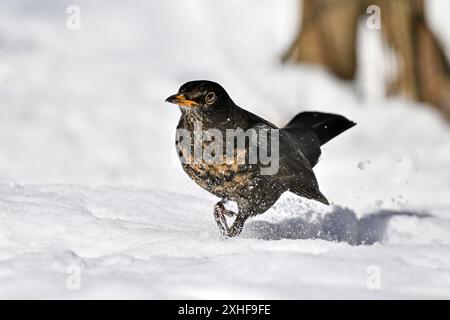 Blackbird sur la neige en hiver Banque D'Images