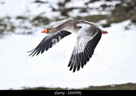 Greylag Goose à pleine vitesse Banque D'Images