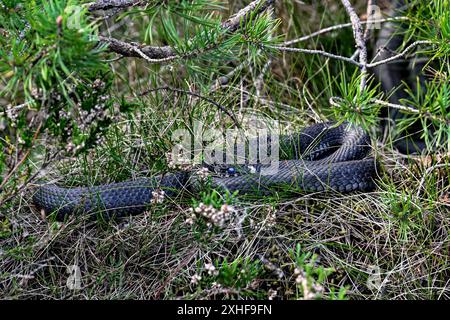 Serpent d'herbe se prélasser dans la brousse et est prêt à se débarrasser de la vieille peau Banque D'Images