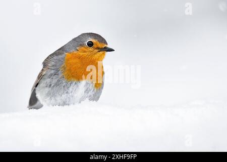 Robin est revenu de la migration pour l'été, mais l'hiver attendait toujours à destination Banque D'Images