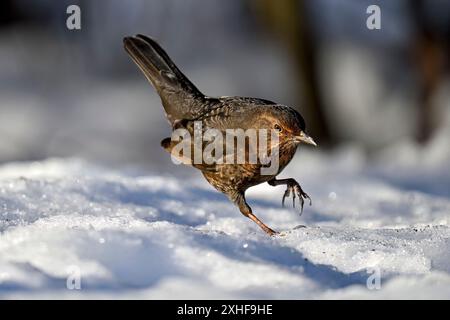 Blackbird sur la neige en hiver Banque D'Images