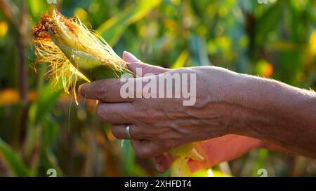 Gros plan sur les mains féminines d'un fermier pelant des épis de maïs mûrs à Green Meadow. Bras adultes de l'agronome examinant le maïs doux sur le champ de maïs au coucher du soleil Banque D'Images