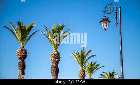 Plusieurs grands palmiers se dressent contre un ciel bleu clair. À droite de l'image, un lampadaire en métal avec des détails décoratifs se distingue distinctement. Banque D'Images