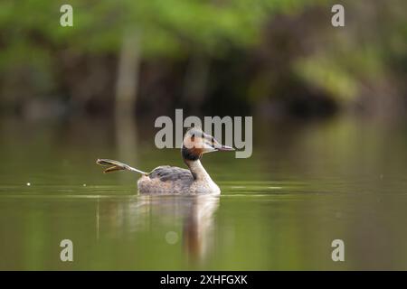 pov bas d'un grand grebe à crête flottant sur une piscine avec elle une jambe palmée en l'air. Banque D'Images