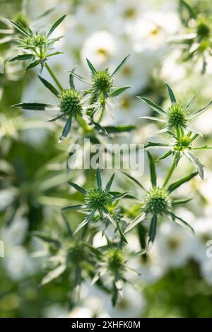 Eryngium planum, houx de mer plat dans le parterre de fleurs avec la fièvre blanche en arrière-plan. Banque D'Images