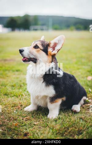 Chiot Welsh Corgi Pembroke Banque D'Images