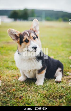 Chiot Welsh Corgi Pembroke Banque D'Images