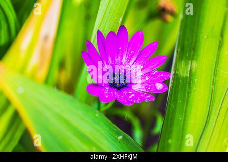 Vue macro d'une fleur de chrysanthème pourpre couverte de gouttes de pluie poussant à côté de glaïeules. Banque D'Images