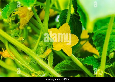 Vue rapprochée des plantes de concombre en fleurs dans la serre. Banque D'Images