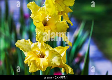 Vue rapprochée des fleurs de gladiolus jaunes dans le jardin le jour ensoleillé d'été. Banque D'Images