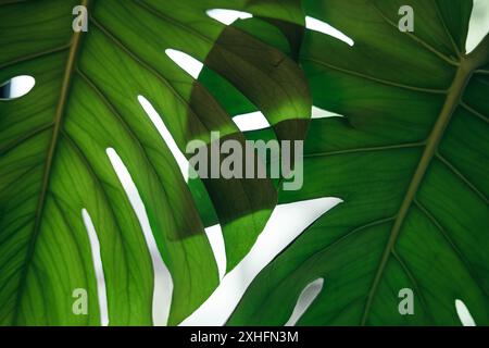 Gros plan des feuilles de monstera avec un fond flou blanc Banque D'Images