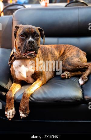 Un chien boxeur bringé couché sur un canapé en cuir noir à l'intérieur avec un arrière-plan flou Banque D'Images