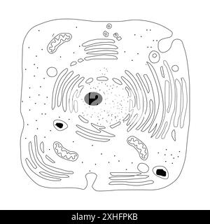 Cellule animale généralisée illustrant les composants structurels sur fond blanc Illustration de Vecteur