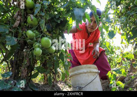 20-Dec-23, Chittagong, Bangladesh. Agricultrice dans un jardin de tomates cueillant ses produits pour les vendre au marché. Banque D'Images