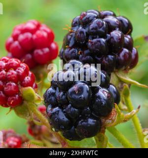 Une paire de mûres mûres de près, avec des rouges mûrissant sur la vigne derrière, avec le tout couvert d'eau. Banque D'Images