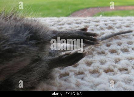 Rat Vlei méridional (Otomys irroratus) Banque D'Images