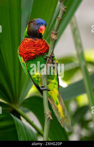 Coco Lorikeet - Trichoglossus haematodus, beau perroquet coloré de mangroves d'Asie du Sud-est, forêt tropicale, marais, savane et bois, Indon Banque D'Images