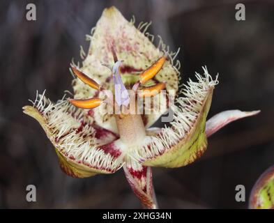 Lis mariposa de Tiburon (Calochortus tiburonensis) Banque D'Images