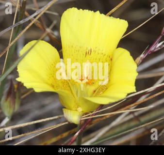 Lis de Mariposa jaune (Calochortus luteus) Banque D'Images