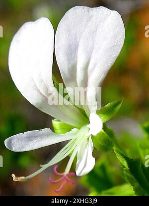 Storksbill (Pelargonium ribifolium) Banque D'Images