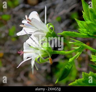 Storksbill (Pelargonium ribifolium) Banque D'Images