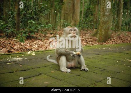 Un macaque de l'espèce Macaca fascicularis singe mange des patates douces et est assis sur un chemin mousselé Banque D'Images