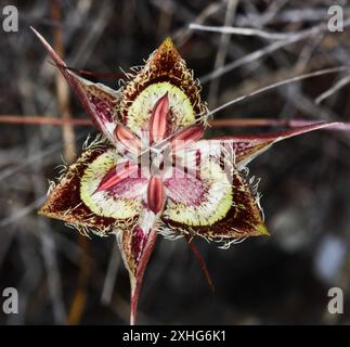 Lis mariposa de Tiburon (Calochortus tiburonensis) Banque D'Images