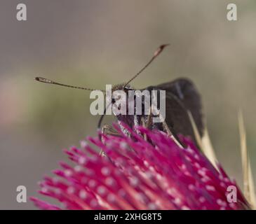 Capitaine de Viereck (Atrytonopsis vierecki) Banque D'Images