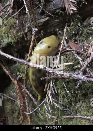 Button's Banana Slug (Ariolimax buttoni) Banque D'Images