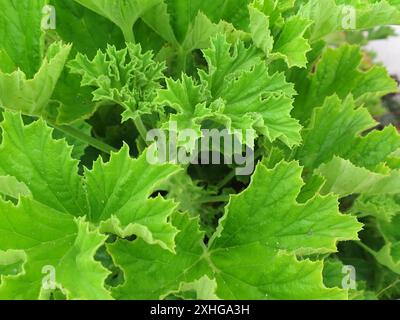 Storksbill (Pelargonium ribifolium) Banque D'Images