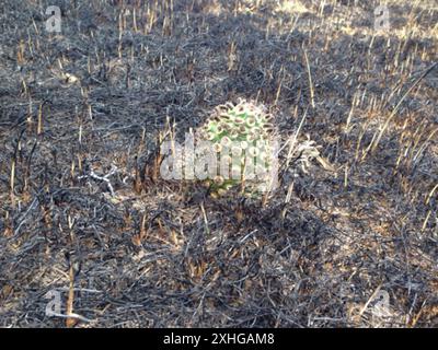 Cactus globulaires, cactus clair de lune, cactus torche et alliés (Cactoideae) Banque D'Images