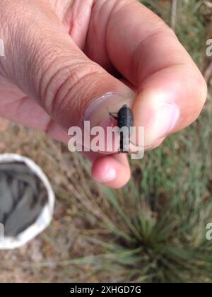 Coléoptère du tigre perforé (Cicindela punctulata) Banque D'Images