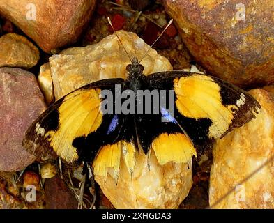 Pensée jaune africaine (Junonia hierta cebrene) Banque D'Images