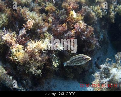 Wrasse à cinq taches (Symphodus roissali) Banque D'Images
