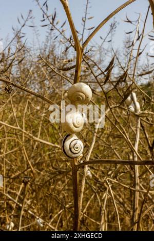 petits escargots blancs sur herbe sèche dans le champ sauvage Banque D'Images