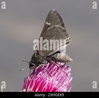 Capitaine de Viereck (Atrytonopsis vierecki) Banque D'Images