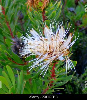 Lanceleaf Sugarbush (Protea lanceolata) Banque D'Images