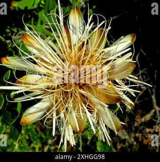 Lanceleaf Sugarbush (Protea lanceolata) Banque D'Images