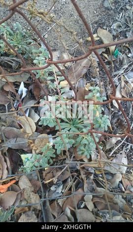 Plage onagre (Camissoniopsis cheiranthifolia cheiranthifolia) Banque D'Images