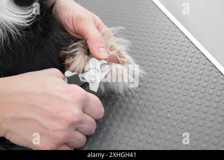 Un toiletteur professionnel coupe soigneusement les ongles d'un chien sur un tapis antidérapant, assurant une expérience de toilettage sûre et confortable. Soins pour animaux de compagnie et animaux Banque D'Images