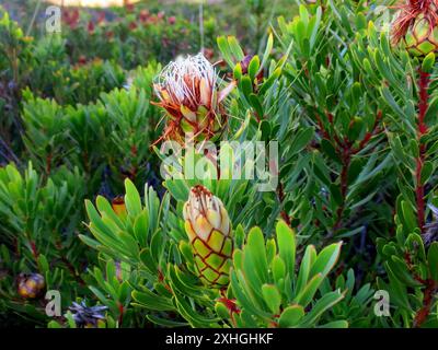 Lanceleaf Sugarbush (Protea lanceolata) Banque D'Images