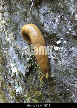 Button's Banana Slug (Ariolimax buttoni) Banque D'Images