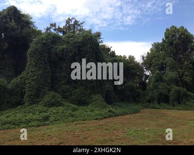 Haricot de Kudzu (Pueraria montana lobata) Banque D'Images