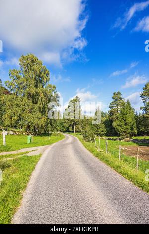 Route de campagne à un bosquet d'arbres en été Banque D'Images
