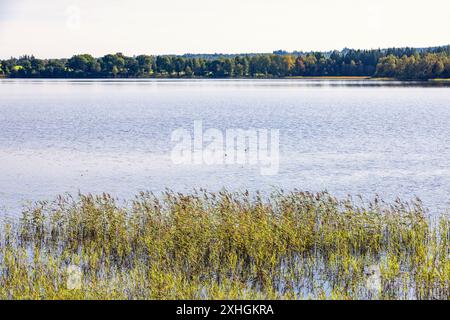 Roseaux dans un lac avec une forêt de l'autre côté Banque D'Images