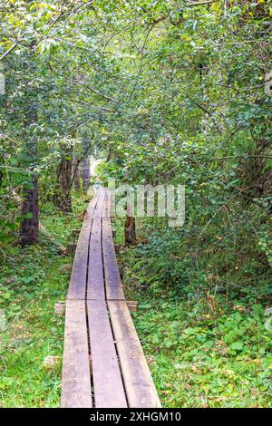 Sentier de randonnée dans une forêt verdoyante Banque D'Images