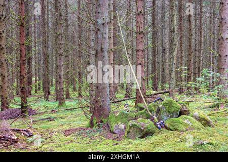 cairns en vieilles pierres recouvertes de mousse dans une forêt de conifères Banque D'Images