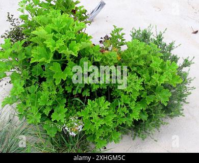 Storksbill (Pelargonium ribifolium) Banque D'Images