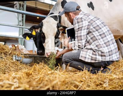Un ouvrier de ferme d'élevage masculin avec tablette numérique inspecte les vaches dans l'étable. Fermier et vaches noires et blanches dans la grange. Banque D'Images
