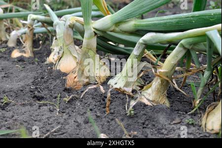 gros plan de plantation d'oignons biologiques mûrs dans le potager, prêt pour la récolte Banque D'Images